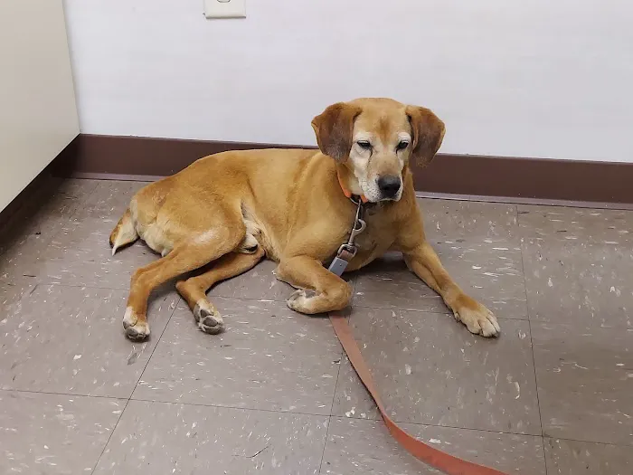 Animal Clinic of Athens Picture 1