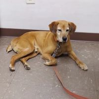 Animal Clinic of Athens ico