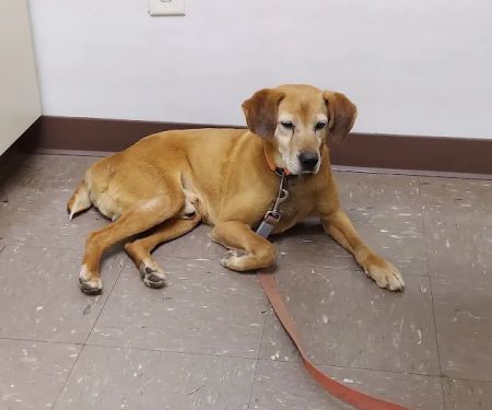 Animal Clinic of Athens