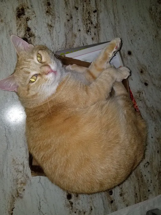 Animal Clinic of Athens Picture 9