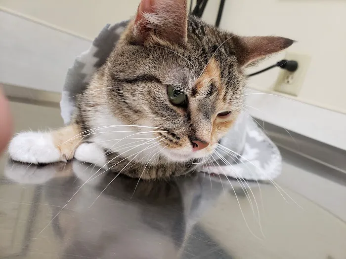 Athens Small Animal Hospital Picture 10