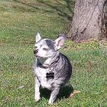 MRHS Spay & Neuter Clinic