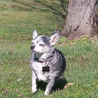 MRHS Spay & Neuter Clinic ico