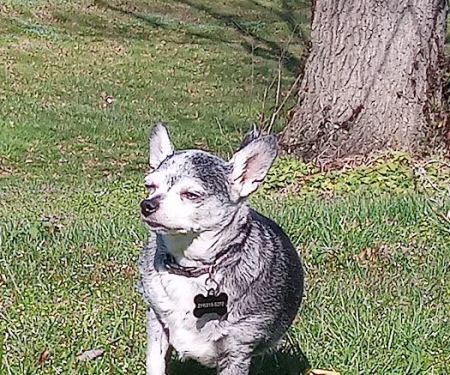 MRHS Spay & Neuter Clinic