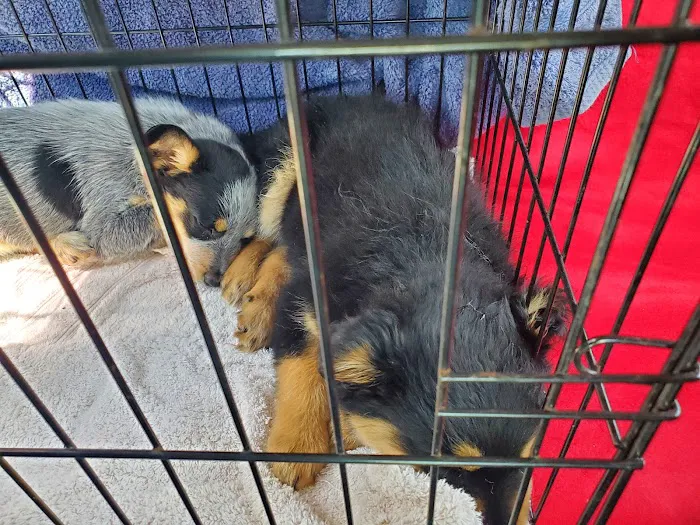 MRHS Spay & Neuter Clinic Picture 3