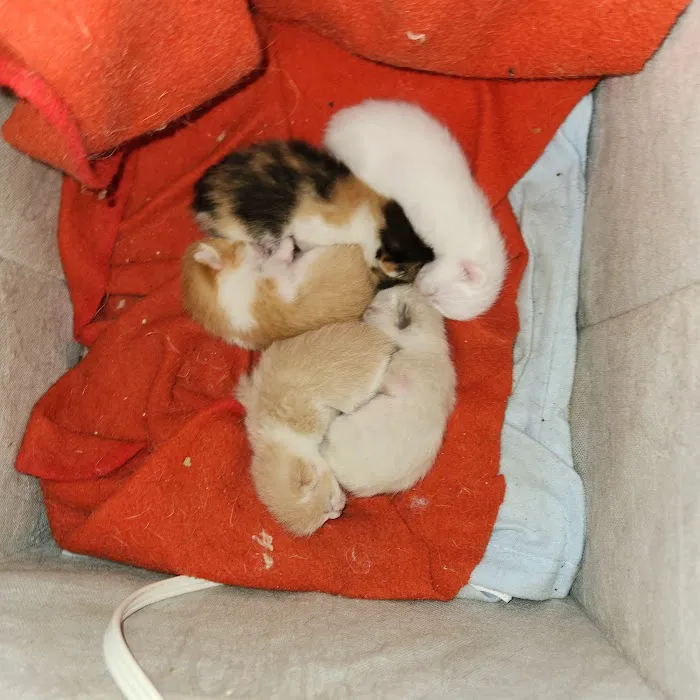 MRHS Spay & Neuter Clinic Picture 5