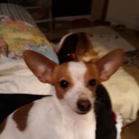 Offutt Veterinary Clinic ico