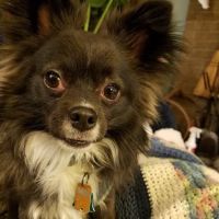 Family & Friend Pet Clinic ico