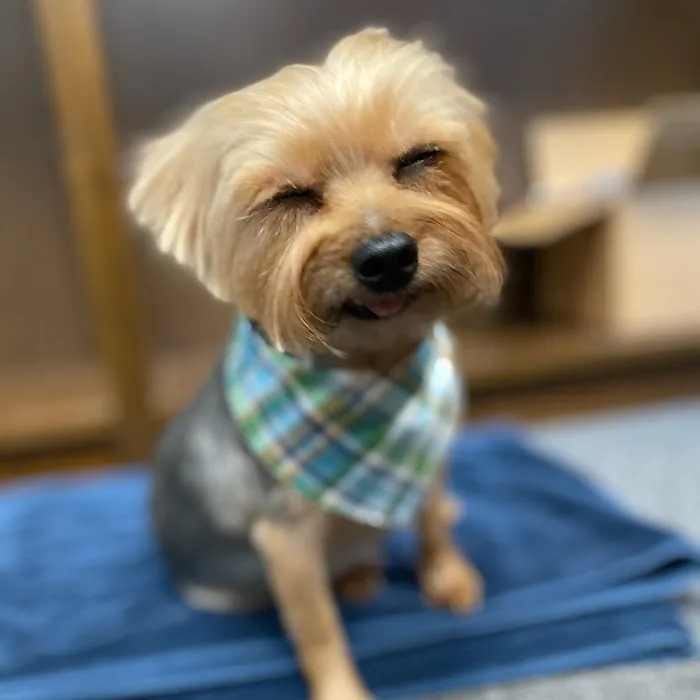 Family & Friend Pet Clinic Picture 7