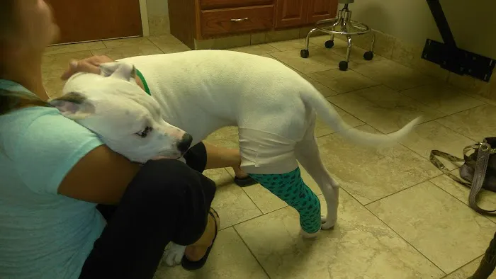 Sequoyah Animal Hospital Picture 2