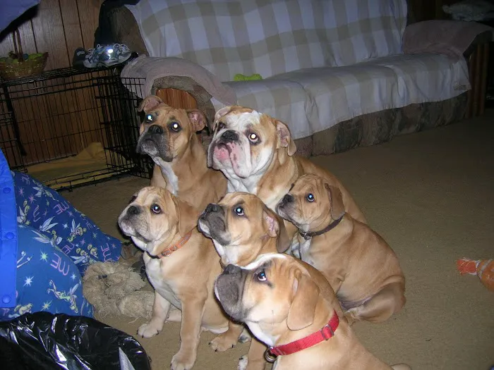 Sequoyah Animal Hospital Picture 7