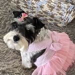 Sequoyah Animal Hospital: Broom Lee DVM