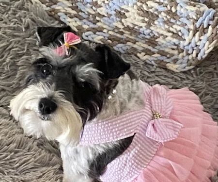 Sequoyah Animal Hospital: Broom Lee DVM