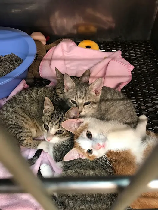 Bradley Veterinary Hospital Picture 1