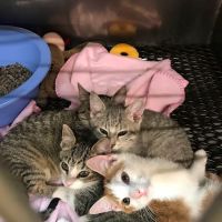 Bradley Veterinary Hospital ico