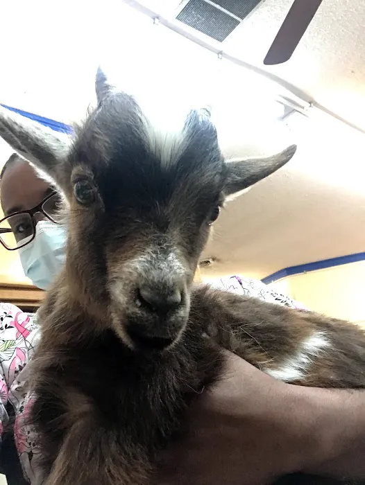 Bradley Veterinary Hospital Picture 5