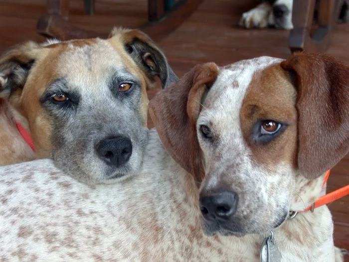 Monroe County Animal Hospital Picture 7
