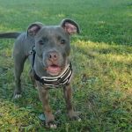Notchey Creek Veterinary