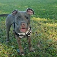 Notchey Creek Veterinary ico