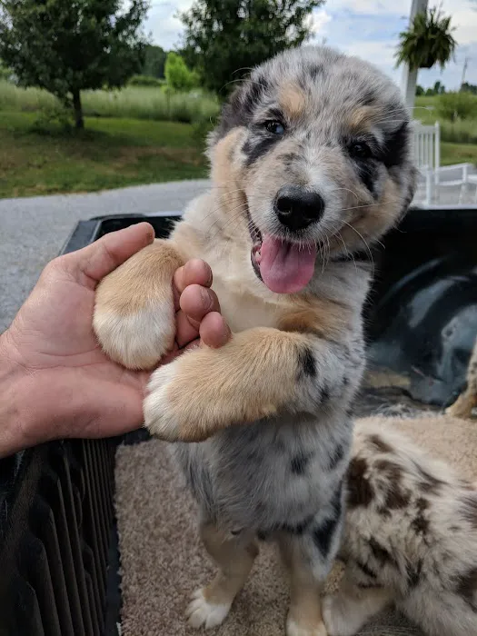 Notchey Creek Veterinary Picture 10