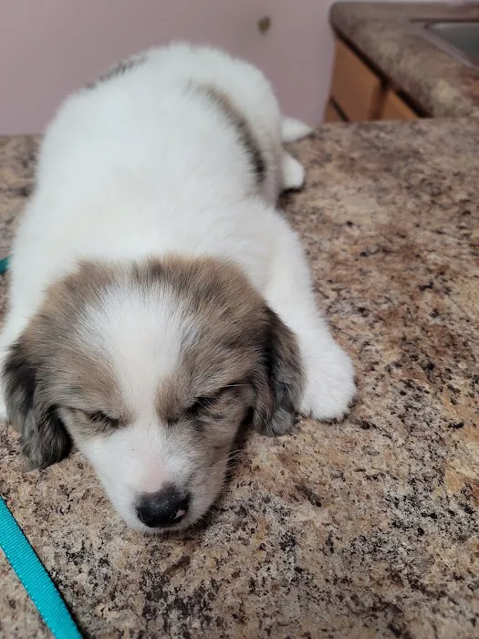 Tellico Bay Animal Hospital LLC Picture 8