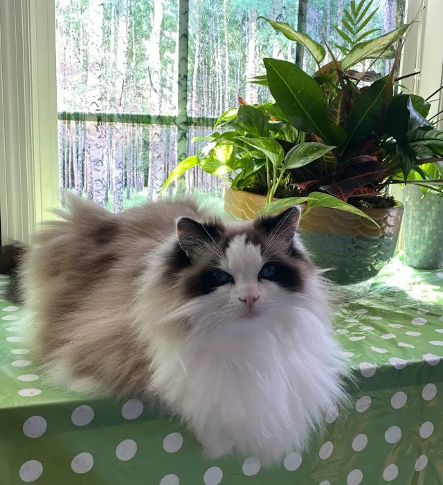 Tellico Bay Animal Hospital LLC Picture 10