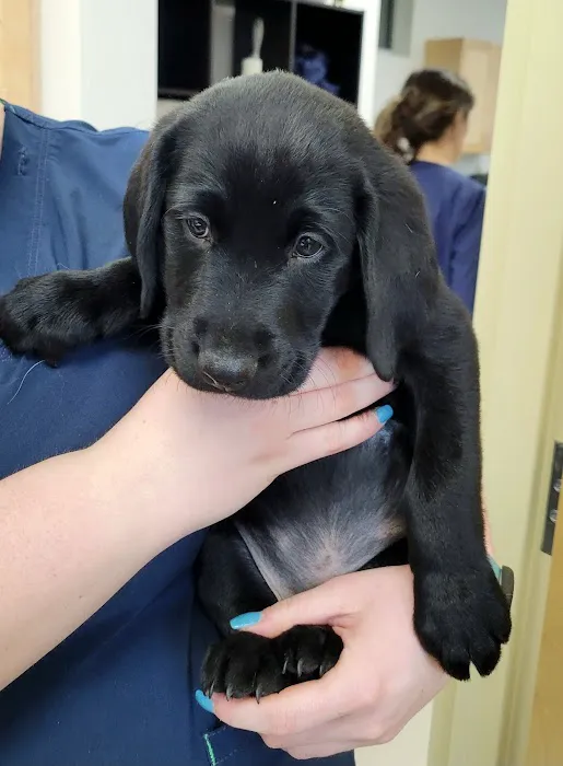 Fairview Animal Hospital Picture 5