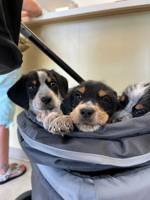 Fairview Animal Hospital Picture 1