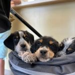 Fairview Animal Hospital