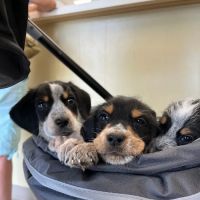 Fairview Animal Hospital ico