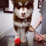 Barker Jerry DVM