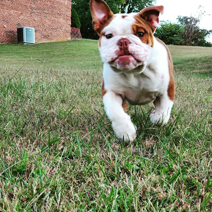 Boyd Veterinary Clinic Picture 8
