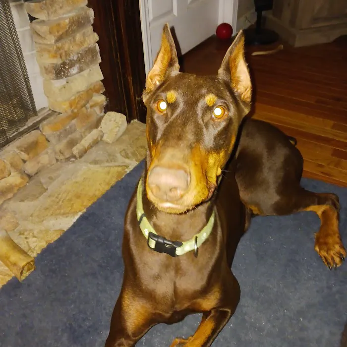 Boyd Veterinary Clinic Picture 9