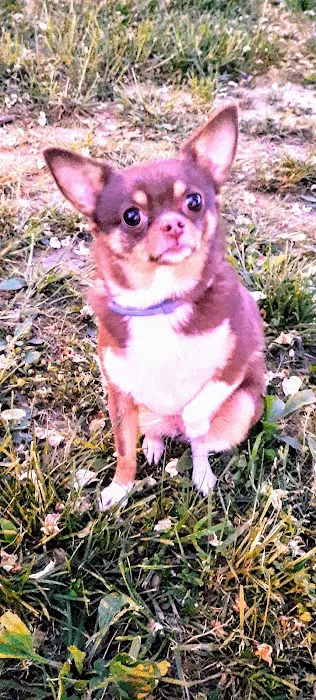 Animal Medical Clinic PC Picture 3
