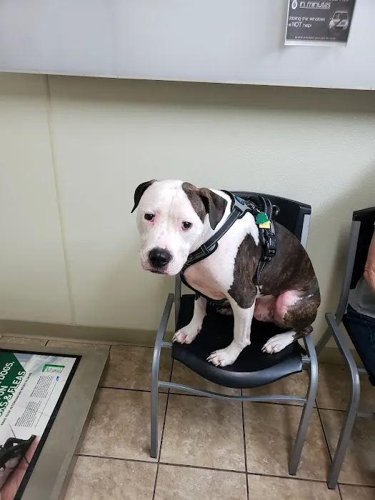 Animal Medical Clinic PC Picture 5