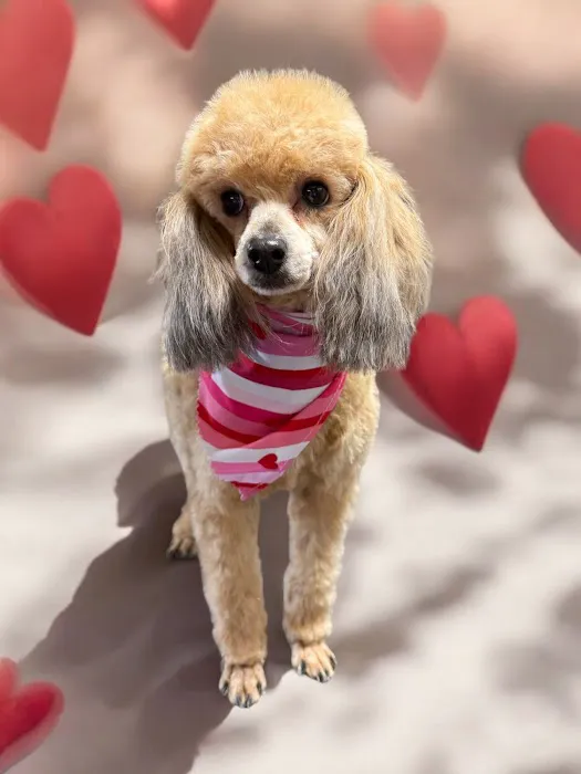 Best Friends Veterinary Hospital Picture 3