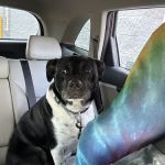Best Friends Veterinary Hospital