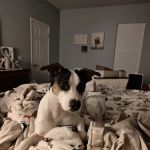Major Mike Shipley Spay & Neuter Clinic