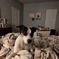 Major Mike Shipley Spay & Neuter Clinic ico