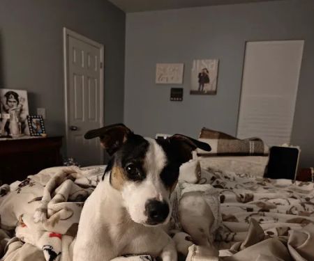 Major Mike Shipley Spay & Neuter Clinic