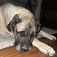 Ball-Chatham Veterinary Services ico