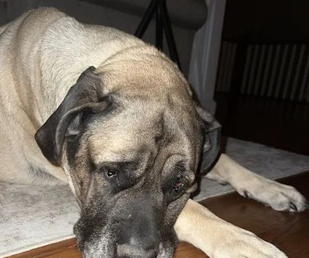 Ball-Chatham Veterinary Services