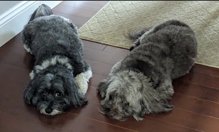 The Pet Doctor Picture 7