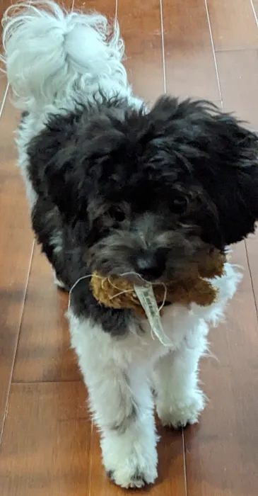 The Pet Doctor Picture 8