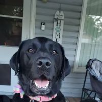Animal Wellness Center of Pontiac ico