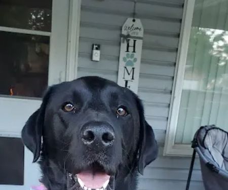 Animal Wellness Center of Pontiac