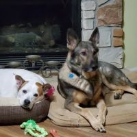 Chenoa Veterinary Clinic ico