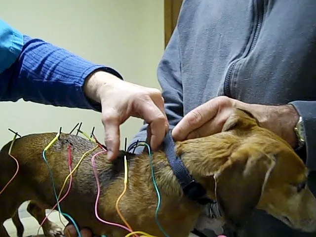 Chenoa Veterinary Clinic Picture 5
