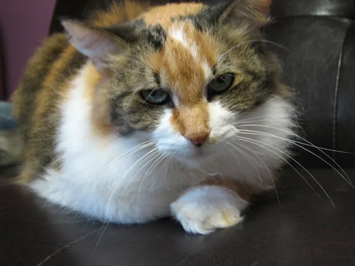 Chenoa Veterinary Clinic Picture 7