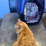 Lakewood Animal Hospital